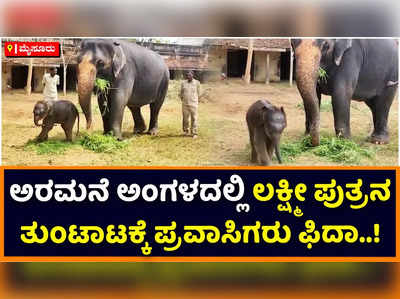 Dasara Elephant: ಮೈಸೂರು ಅರಮನೆ ಆವರಣದಲ್ಲಿ ‘ಲಕ್ಷ್ಮೀ’ ಪುತ್ರನ ತುಂಟಾಟ; ಪ್ರವಾಸಿಗರು ಫಿದಾ