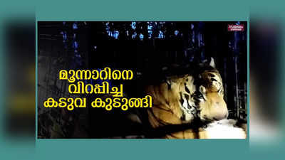 ഒടുവിൽ നാടിനെ വിറപ്പിച്ച കടുവയെ കെണിയിലാക്കി, രണ്ടു ദിവസം കൊന്നത് പത്തു കന്നുകാലികളെ, വീഡിയോ കാണാം