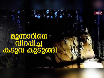 ഒടുവിൽ കടുവ കെണിയിൽ; കൊന്നത് പത്തു കന്നുകാലികളെ