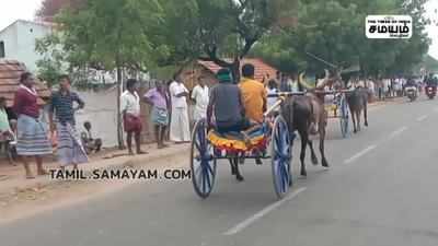 முளைக்கொட்டு உற்சவ விழாவை முன்னிட்டு மாட்டுவண்டி பந்தயம்!