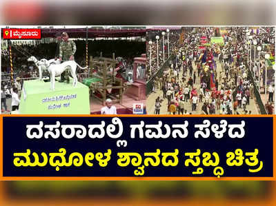 Dasara 2022 | ಜಂಬೂ ಸವಾರಿಗೂ ಮುನ್ನ ಸ್ತಬ್ಧ ಚಿತ್ರ ಪ್ರದರ್ಶನ: ಗಮನ ಸೆಳೆದ ಬಾಗಲಕೋಟೆಯ ಮುಧೋಳ ಶ್ವಾನ ಸ್ತಬ್ಧ ಚಿತ್ರ