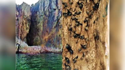वेंगुर्ला द्वीपसमूहांच्या गुहांमधील जैवविवधतेचे संरक्षण; कांदळवन प्रतिष्ठानचा पुढाकार