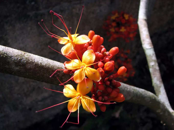 ​ಅಶೋಕ ಹೂವುಗಳು: