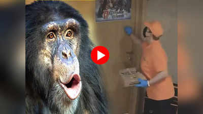Chimpanzee Video: वाह! कमाल हो गया...दरवाजा खोलकर चिंपैंजी ने ली पिज्जा की डिलीवरी, होश उड़ा देगा वीडियो