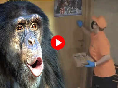 Chimpanzee Video: वाह! कमाल हो गया...दरवाजा खोलकर चिंपैंजी ने ली पिज्जा की डिलीवरी, होश उड़ा देगा वीडियो