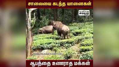 சாலையை கடந்த யானைகள் ஆபத்தை உணராத மக்கள்