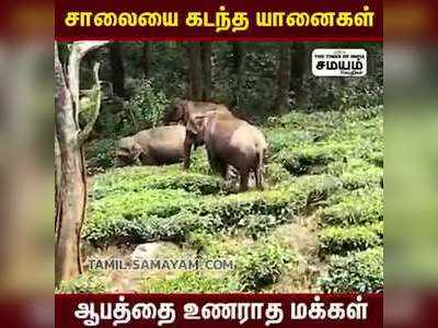 சாலையை கடந்த யானைகள் ஆபத்தை உணராத மக்கள்