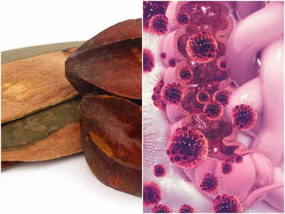 Health Benefits of Arjuna Bark: অর্জুন গাছের ছালে রয়েছে গুণের সমাহার, ৪ রোগ বলে বলে হবে দূর