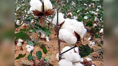 World Cotton Day 2022: ವಿಶ್ವ ಹತ್ತಿ ದಿನ,. ಈ ದಿನದ ಆಚರಣೆಯ ಇತಿಹಾಸ, ಮಹತ್ವದ ಮಾಹಿತಿ ಇಲ್ಲಿದೆ..