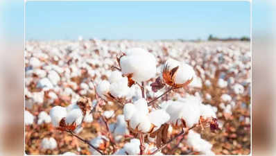 World Cotton Day: ಹತ್ತಿ ಉತ್ಪಾದನೆಯಲ್ಲಿ ಭಾರತ ಅಗ್ರಗಣ್ಯ: 2022-23ಕ್ಕೆ ಮತ್ತಷ್ಟು ಏರಿಕೆಯ ನಿರೀಕ್ಷೆ