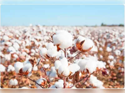 World Cotton Day: ಹತ್ತಿ ಉತ್ಪಾದನೆಯಲ್ಲಿ ಭಾರತ ಅಗ್ರಗಣ್ಯ: 2022-23ಕ್ಕೆ ಮತ್ತಷ್ಟು ಏರಿಕೆಯ ನಿರೀಕ್ಷೆ