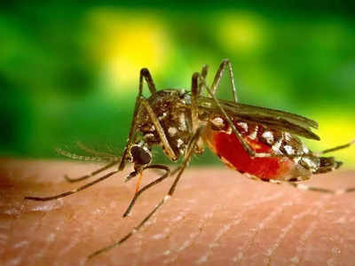 Malignant Malaria : ম্যালিগন্যান্ট ম্যালেরিয়াতে কী করে কোমায়, দিশা গবেষণায়