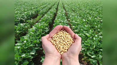 Soybean Price: ಸೋಯಾಬಿನ್‌ ಬೆಲೆ ಕುಸಿತ; ಕ್ವಿಂಟಲ್‌ಗೆ 10,000 ರೂ. ಮಾರಿದ್ದ ಬೆಳೆಗೀಗ 4,500 ದರ