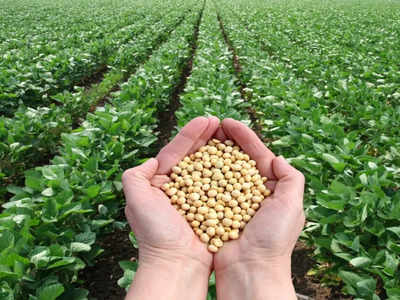 Soybean Price: ಸೋಯಾಬಿನ್‌ ಬೆಲೆ ಕುಸಿತ; ಕ್ವಿಂಟಲ್‌ಗೆ 10,000 ರೂ. ಮಾರಿದ್ದ ಬೆಳೆಗೀಗ 4,500 ದರ