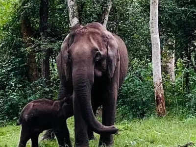 ರಾಹುಲ್‌ ಗಾಂಧಿ ಮನವಿಗೆ ಸ್ಪಂದನೆ: ಗಾಯಗೊಂಡಿದ್ದ ಮರಿಯಾನೆಗೆ ಸಿಕ್ತು ಚಿಕಿತ್ಸೆ