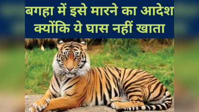 बगहा : बाघ को देखते ही गोली मारने का आदेश, असंवेदनशील मंत्री को फुरसत नहीं... बंदूक वाले हाथ को ट्रेंकुलाइजर गन नहीं दे सकती सरकार?