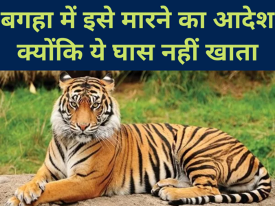 बगहा : बाघ को देखते ही गोली मारने का आदेश, असंवेदनशील मंत्री को फुरसत नहीं... बंदूक वाले हाथ को ट्रेंकुलाइजर गन नहीं दे सकती सरकार?