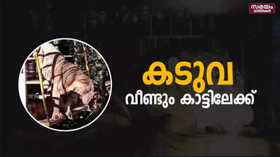 കടുവയെ പെരിയാർ കടുവ സങ്കേതത്തിൽ എത്തിച്ച് തുറന്നു വിട്ടു