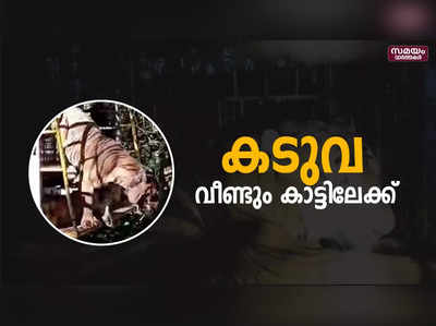 കടുവയെ പെരിയാർ കടുവ സങ്കേതത്തിൽ എത്തിച്ച് തുറന്നു വിട്ടു