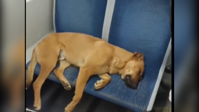 Dog Sleep video: நாய் ஒய்வு எடுக்க தனது சீட்டை தந்த பயணி!வைரல் வீடியோ பதிவு
