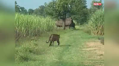 बिहार: आदमखोर बाघ का हमला तेज, शौच के लिए गए युवक को बनाया 7वां शिकार... अब नरभक्षी को मारने का हुआ आदेश