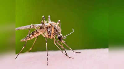 Dengue Fever: डेंगू का कहर जारी, लखनऊ में बढ़ी रही मरीजों की संख्या, जानिए बचने के क्या है उपाए