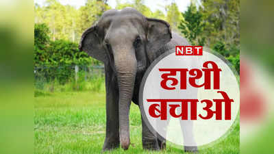 Elephant Safety: असम के खेत में मृत पाया गया हाथी, कितनी जहरीली फसल उगा रहे किसान...कीटनाशक को लेकर उठे सवाल