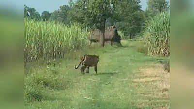 बगहा में नहीं थम रहा आदमखोर बाघ का खौफ, मां-बेटी को मार डाला, अब तक 9 लोगों को बनाया शिकार