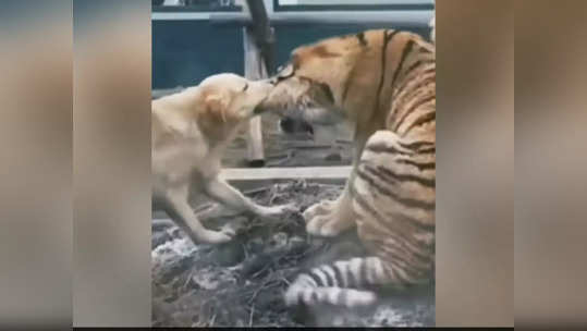 कुत्र्यानं चावला वाघाचा कान, तेवढ्यात सिंहानं मारली उडी, पाहा तिघांच्या लढाईत कोणी मारली बाजी