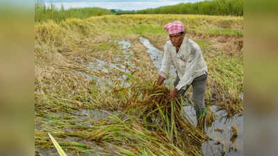 लगातार बारिश से प्रदेश के किसानों पर छाया आर्थिक संकट, खेतों में खड़ी धान-आलू की फसलें हुईं बर्बाद