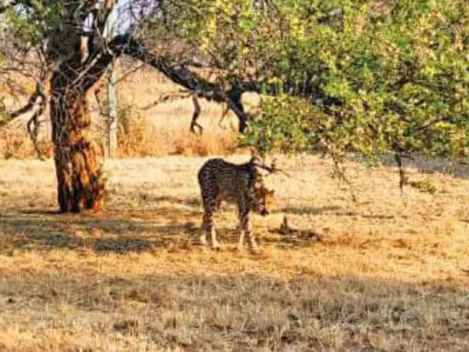 17 अक्टूबर को बड़े बाड़े (बोमा) में शिफ्टिंग की तैयारी