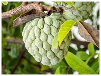 custard apple health benefits: సీతాఫలం తింటే.. గుండె సమస్యలు రావంట..!