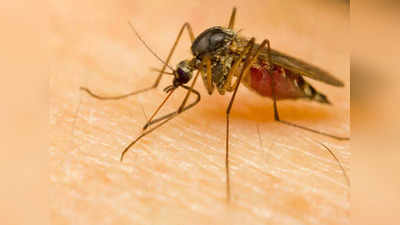 Dengue Cases in Mirzapur : मिर्ज़ापुर में डेंगू का कहर, रिटायर्ड दरोगा की हुई मौत, 66 लोग बीमार