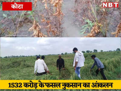 हाड़ौती के किसानों की मेहनत पर बारिश ने फेरा पानी, दिवाली से पहले भारी नुकसान, 1532 करोड़ की फसल बर्बाद