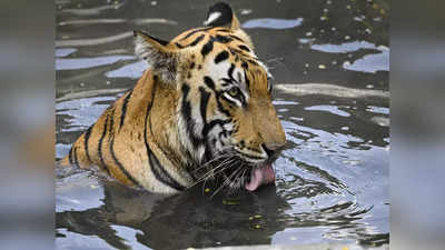 Tiger News: গুলিতেই খতম নরখাদক, বাঘের দেহ থেকে লোম ছিঁড়ে উল্লাস স্থানীয়দের