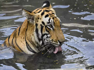 Tiger News: গুলিতেই খতম নরখাদক, বাঘের দেহ থেকে লোম ছিঁড়ে উল্লাস স্থানীয়দের