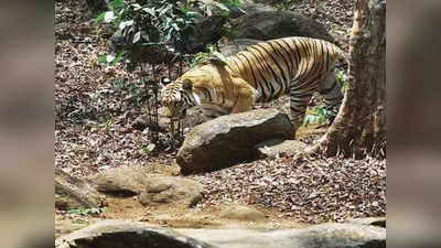 सिर्फ 1 बाघ ने 9 को मार डाला! कहीं बगहा के आस-पास शिकार पर तो नहीं दूसरा आदमखोर, जानें क्यों उठ रहे सवाल