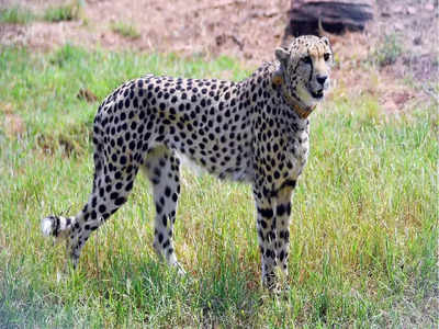 Cheetah: ಚೀತಾ ಕಾಯುವ ಸಿಂಗಳೀಕರ ನಡುವೆ ಪ್ರತಿಷ್ಠೆಯ ಸಂಘರ್ಷ! ಮಹತ್ವಾಕಾಂಕ್ಷಿ ಯೋಜನೆಗೆ ಹಿನ್ನಡೆ?
