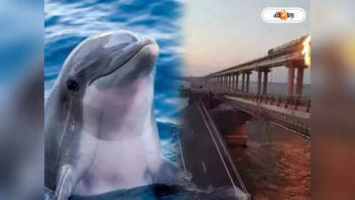 Crimea Kerch Bridge: ‘শিকারি’ ডলফিন নামিয়েও হল না শেষরক্ষা, আন্ডার ওয়াটার ড্রোন হামলায় ধ্বংস ক্রিমিয়ার সেতু?