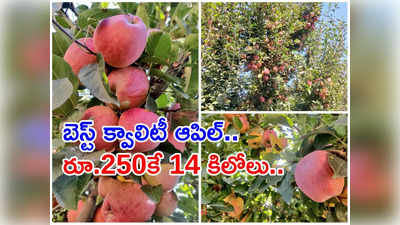 Kashmir Apple: ‘14 కేజీల ఆపిల్ పండ్ల బాక్స్ రూ.250కే’