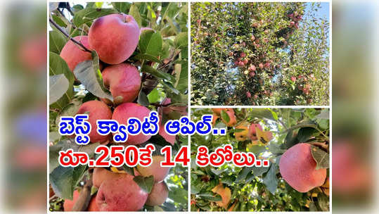 Kashmir Apple: ‘14 కేజీల ఆపిల్ పండ్ల బాక్స్ రూ.250కే’ 