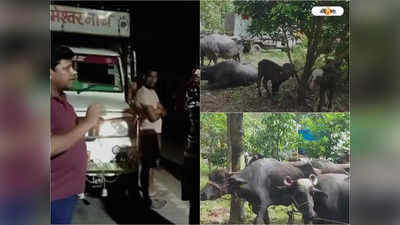 Cattle Smuggling case : রাজ্যে ফের সক্রিয় গোরু পাচার চক্র, তৃণমূল কর্মীদের তৎপরতায় গোরু-মোষ বোঝাই গাড়ি আটক