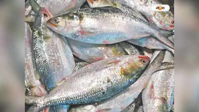 Bangladesh Hilsa Fish : আমদানিতে ঘাটতি ৭৬০ টন, ওপারের ইলিশ এপারের বাজারে অমিল
