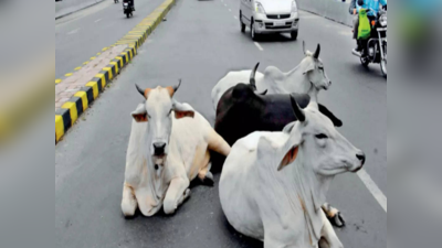 Cow As National Animal: ಗೋವನ್ನು ರಾಷ್ಟ್ರೀಯ ಪ್ರಾಣಿಯನ್ನಾಗಿ ಘೋಷಿಸಿ: ಅರ್ಜಿ ವಜಾಗೊಳಿಸಿದ ಸುಪ್ರೀಂ ಕೋರ್ಟ್