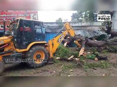 பழமையான புளியமரம் சாலையின் சாய்ந்ததால் போக்குவரத்தில் மாற்றம்