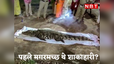 Crocodile News : क्या मगरमच्छ पहले साग सब्जी खाते थे? केरल के मंदिर में कैसे वेजीटेरियन बन गया यह खूंखार जानवर
