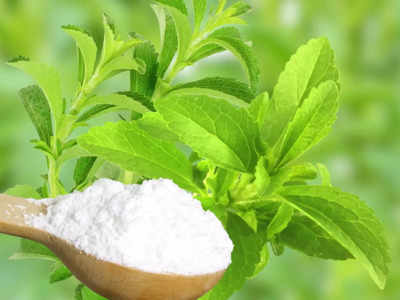 stevia: പഞ്ചസാരക്ക് പകരം പഞ്ചാരക്കൊല്ലി, തടിയും പ്രമേഹവും സേഫ്...