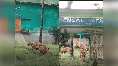 Bengal Safari Park : বেঙ্গল সাফারি পার্কের জঙ্গলে ছাড়া হল ৪ রয়্যাল বেঙ্গল শাবক