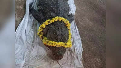 Vegetarian Crocodile Kerala: মাছ-মাংস নয় ডাল-ভাতেই মানুষ! দুনিয়ার একমাত্র নিরামিষাশী কুমির বাবিয়ার মৃত্যু