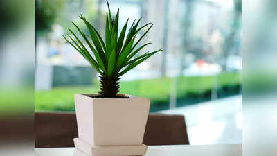 शुद्ध हवा पाने के लिए घर में लगाएं ये फ्रेश Indoor Plants, ताजगी के साथ बढ़ाएंगे घर की खूबसूरती